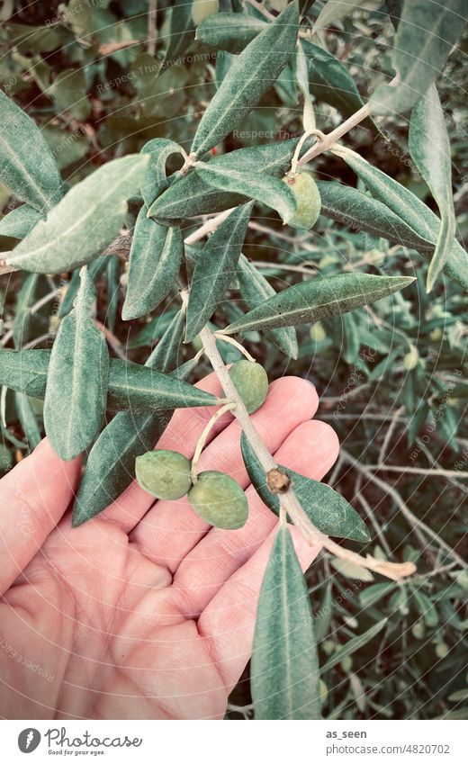 olive harvest Olive Green Olive tree Olive leaf Hand test reap Exterior shot Colour photo Nature Tree Plant Olive grove Day Subdued colour Olive harvest