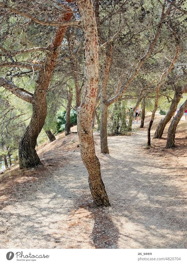 olive trees Old slanting Summer Green Brown Dry off CALANQUES Cassis Nature Exterior shot Colour photo Day Deserted Plant Environment Landscape Sunlight Warmth