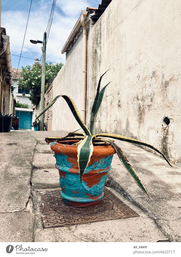 Mediterranean alley with plant Plant Street Mediterranean sea Summer Exterior shot Vacation & Travel Tourism Deserted Summer vacation aloe vera Flowerpot Aloe