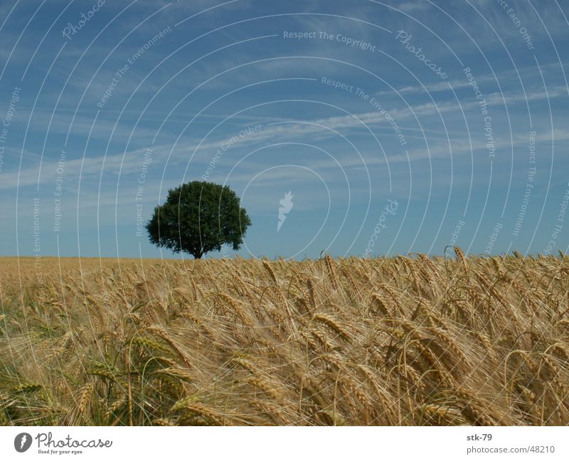 Tree in the field Field Grain Gold