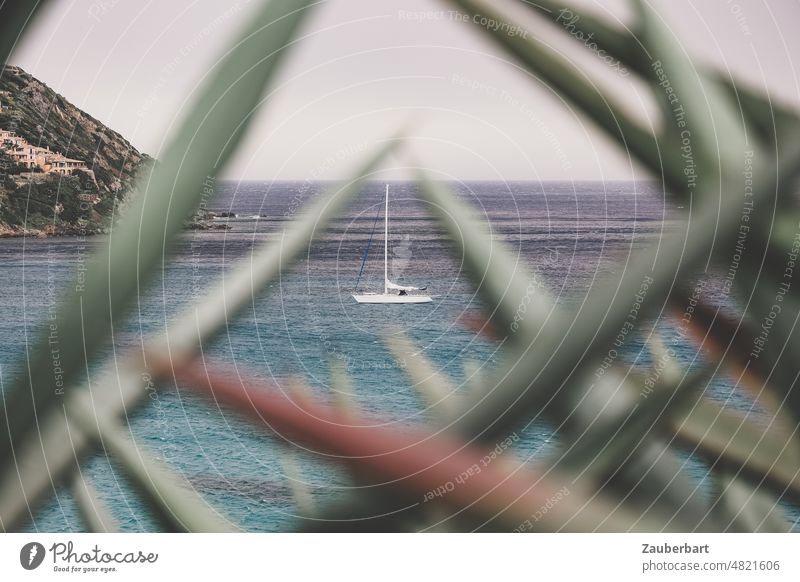 Sailing yacht at anchor in a bay, seen through leaves of an agave in foreground forming a pattern sailing yacht Anchor Agave Bay Sardinia vacation Ocean