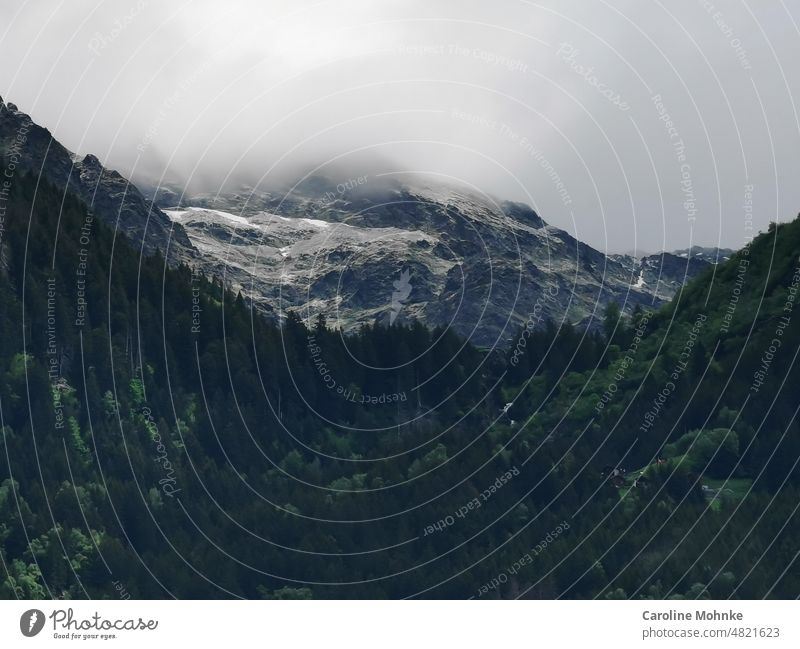 mountain tops mountains Forest firs Nature Landscape Mountain Environment Exterior shot Colour photo Deserted Day Sky Alps Peak Snowcapped peak Rock