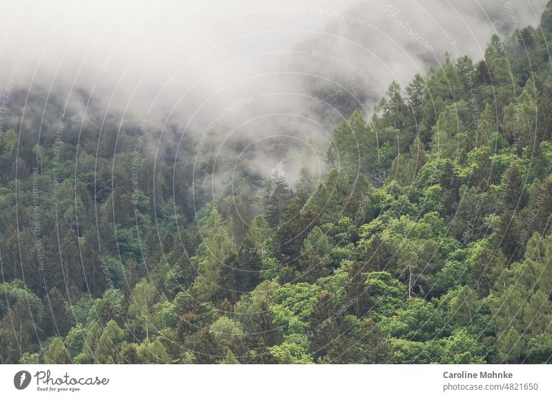 cloud covers Clouds Nature Sky Moody Tree Deserted Climate Day Landscape Exterior shot Environment Wild naturally firs Forest Plant Weather Colour photo travel