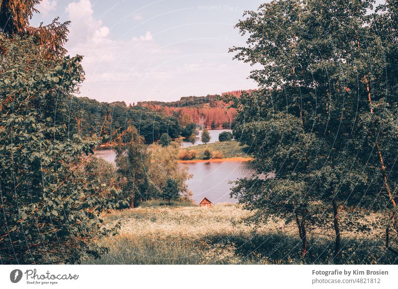 View of the Wuppertal dam Nature Nature reserve Experiencing nature Wupperschleife Wuppertal Dam Environment Exterior shot Forest Landscape Deserted Plant