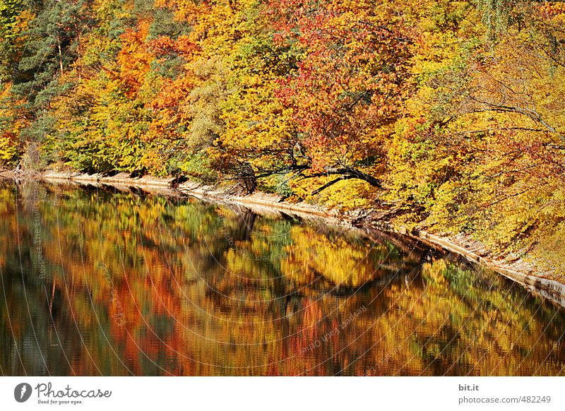 On to the bear lake Vacation & Travel Tourism Trip Environment Nature Landscape Autumn Climate Beautiful weather Pond Lake To dry up Multicoloured Moody