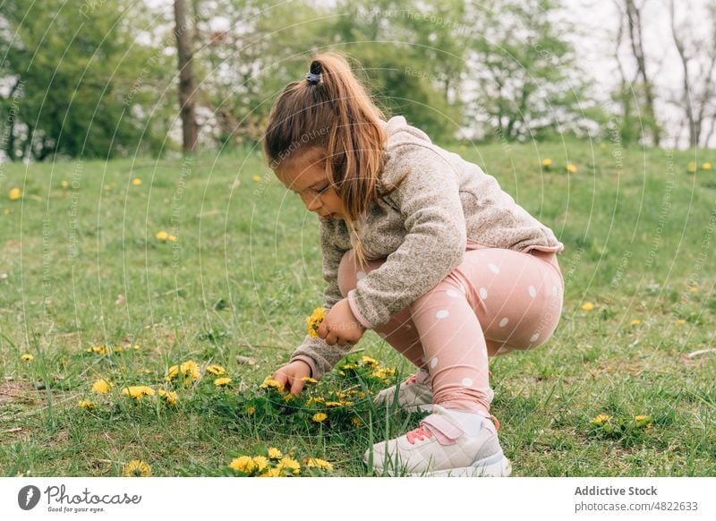 Adorable child picking dandelions on grassy meadow in park curious adorable nature flower girl childhood collect flora kid casual blond tree forest haunch field