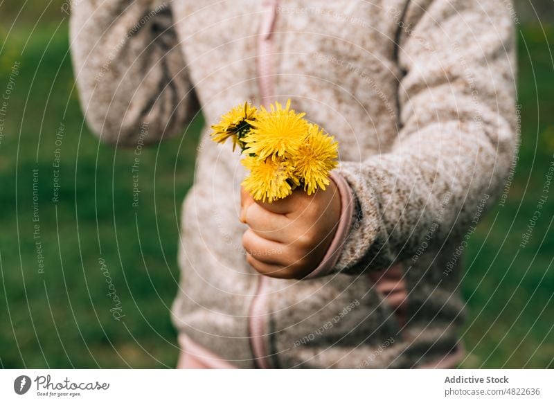 Crop anonymous kid showing yellow dandelions in nature child taraxacum flower lawn meadow demonstrate fresh childhood grassy jacket countryside idyllic calm