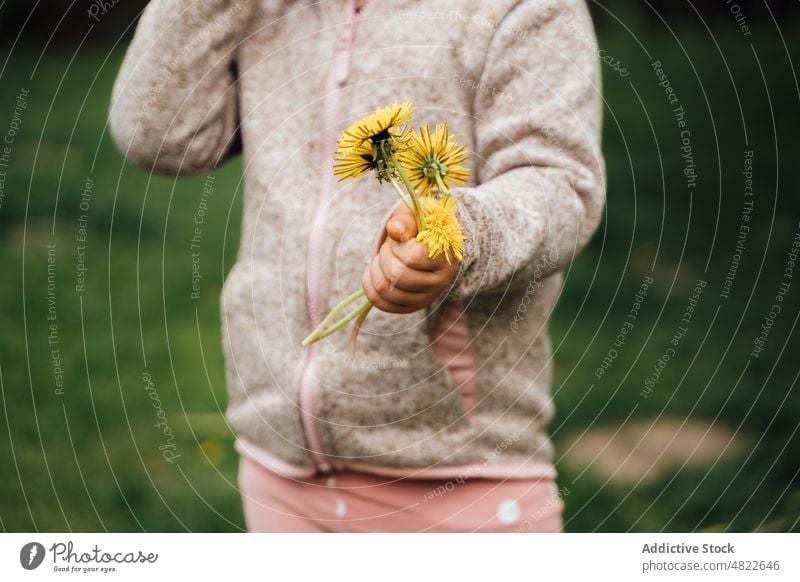 Crop anonymous kid showing yellow dandelions in nature child taraxacum flower lawn meadow demonstrate fresh childhood grassy jacket countryside idyllic calm