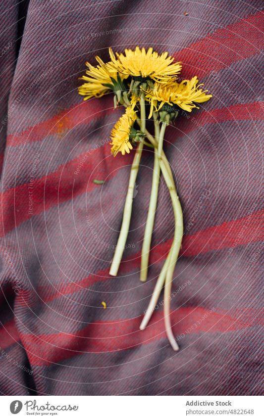 Delicate yellow dandelions placed on plaid in nature taraxacum flower fresh pick bunch floral plant blanket tender bloom idyllic season fragile daytime spring