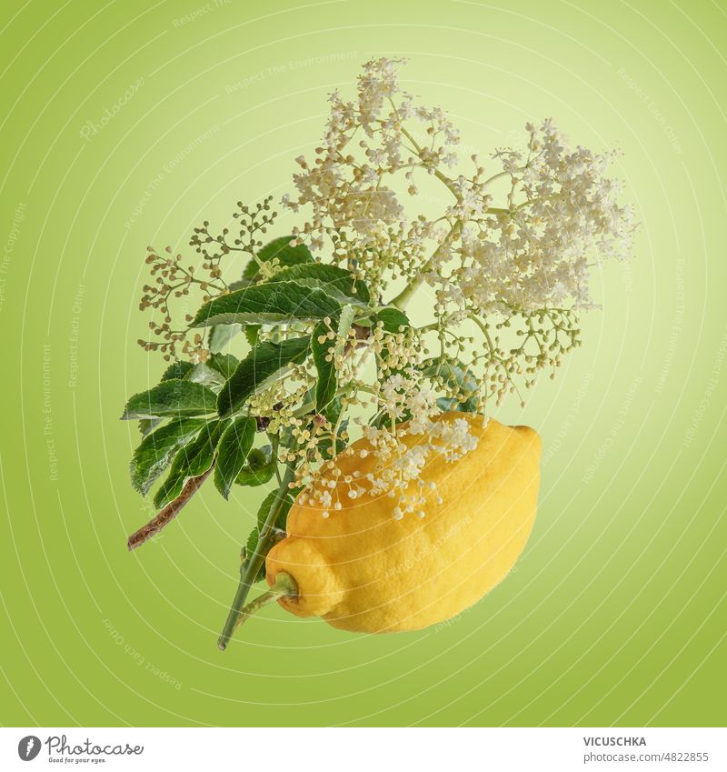 Elder flower branch with lemon flying at green background. elder flower seasonal ingredients healthy flavorful syrup drinks front view yellow leaf nature bloom