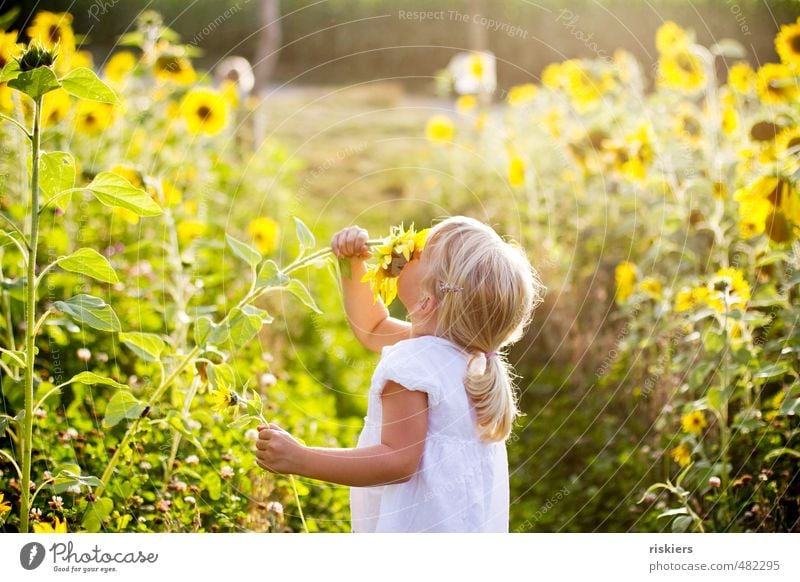 sunflower child Human being Feminine Child Girl Infancy 1 3 - 8 years Environment Nature Landscape Plant Sunrise Sunset Sunlight Summer Autumn Beautiful weather