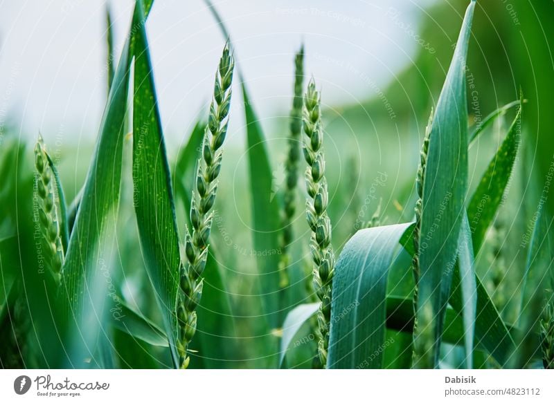 Green field with wheat ear harvest crisis food world hunger hungry farming raw green global hunger rising price food crisis agriculture countryside farmland