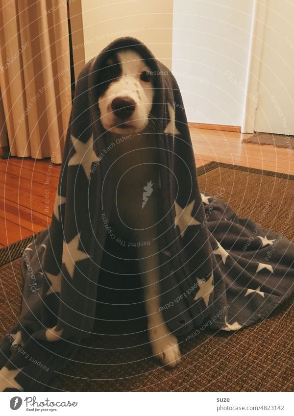 ... I am your father! Australian Shepherd Dog Puppydog eyes Funny Pet Animalistic Blanket Love of animals Animal portrait Colour photo Cute Dog's snout