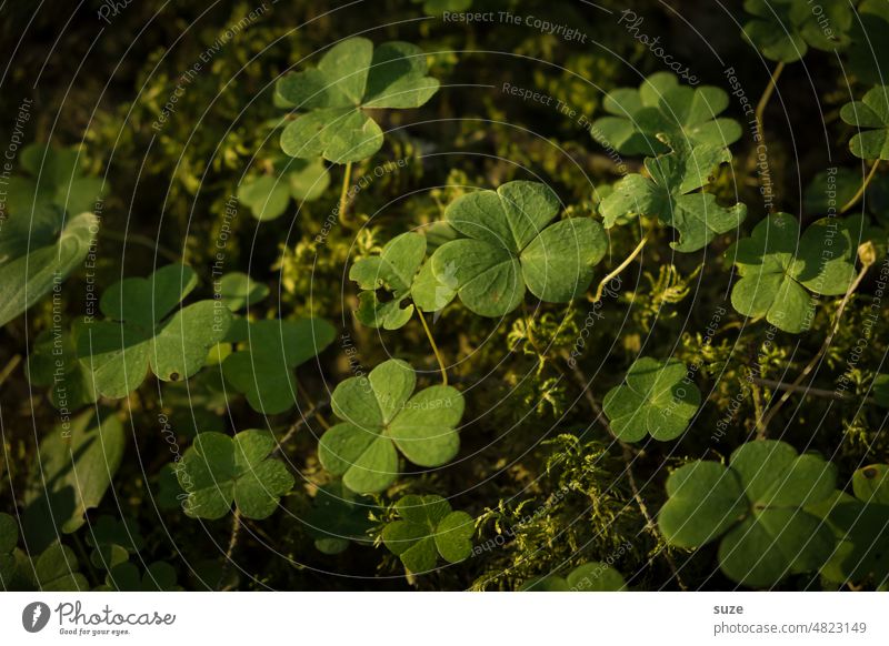 Serves you :) see you on the other side - all the best for 2023 Happy Woodground Plant Nature Green Deserted Growth naturally Day Environment Colour photo