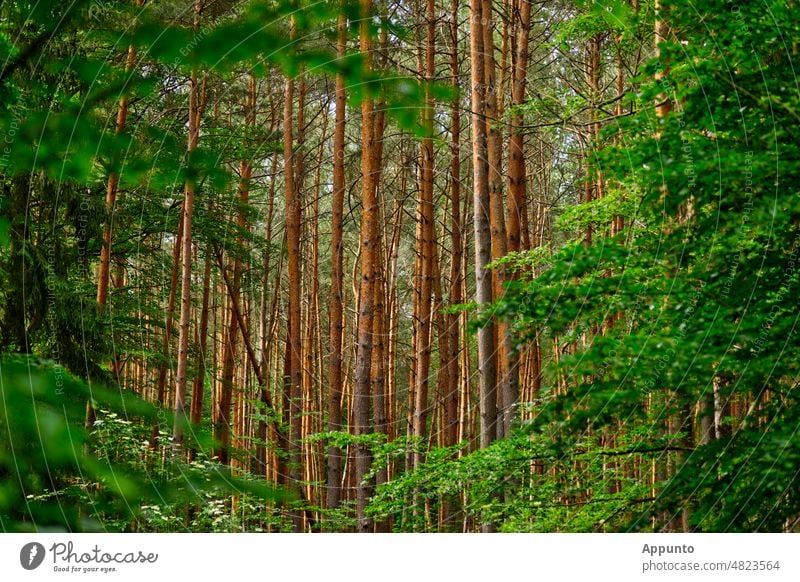 View through heart shaped frame of green leafy trees to tall reddish brown coniferous forest trunks Looking Green foliage Frame Forest Romance romantic