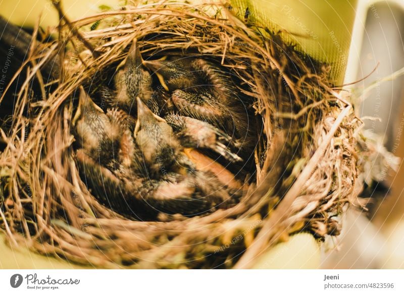 Four hatched blackbirds Blackbird Chick Bird Animal children Baby Nature Beak Cute Small Nest Baby animal Nest-building Family Domestic happiness Environment