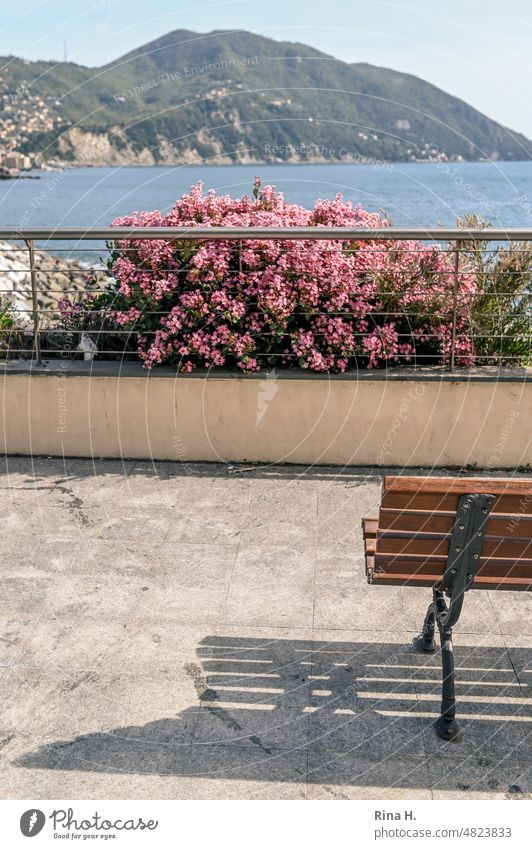 Sea view over flowers , mountains in background bench Liguria sea view Spring Vacation mood vacation Mountain Shadow Blue Sky