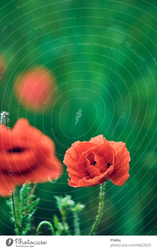 Poppy flower against green background poppy flower Flower Red Nature Plant Summer Blossom Poppy blossom Exterior shot Colour photo Deserted Meadow Field