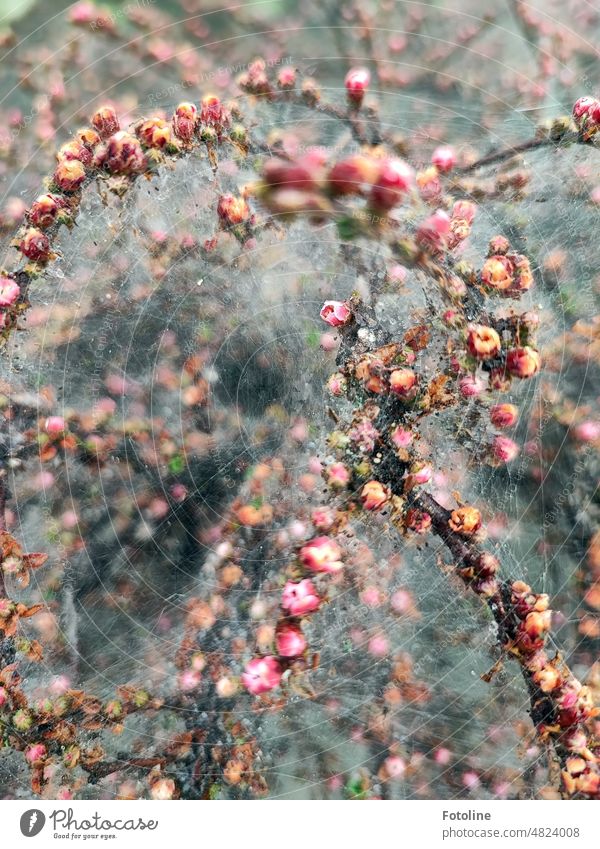 A bush with fine flowers completely spun in by some caterpillars. shrub blossoms Spring Plant Blossom Close-up Colour photo Exterior shot Pink