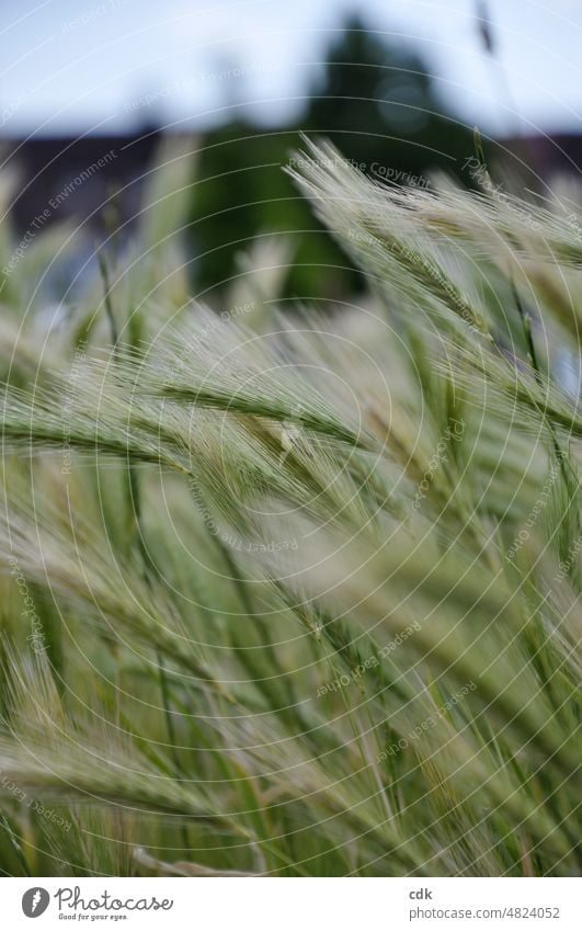 Cereal stalks in the wind | green-beige | fallow land & city backdrop Grain cereal stalks Wind Movement blurriness acuity Green Beige Immature in growth wax