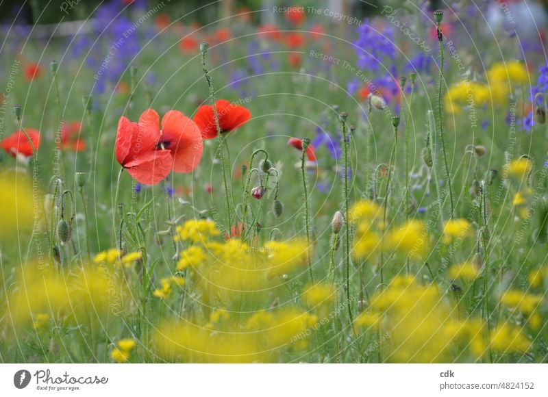 bright colorful summer meadow | yellow, red, blue, green. Meadow Green Red Yellow Blue Violet Grass grasses colored variegated vigorously Close-up daylight