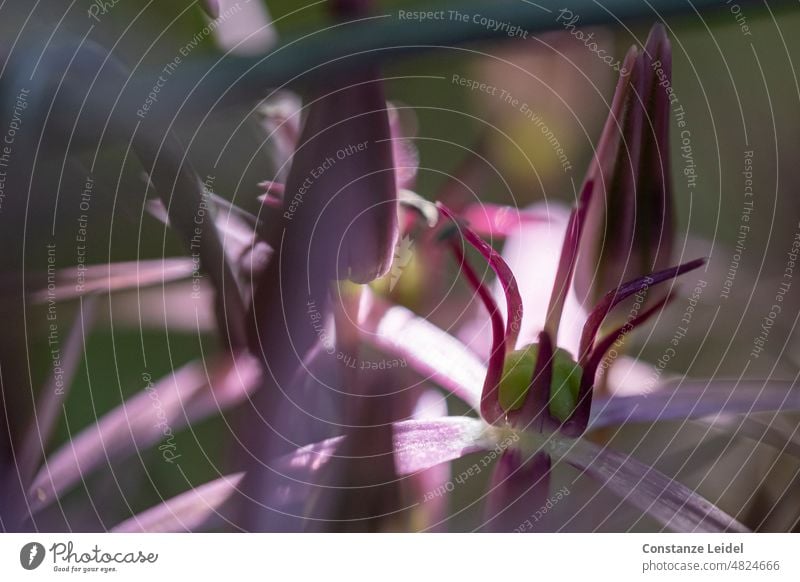 Purple flower stalks seen backlit by fence out of focus. Blossom Spring Fence Colour photo Exterior shot Summer Green Flower Garden Nature Plant Blossoming