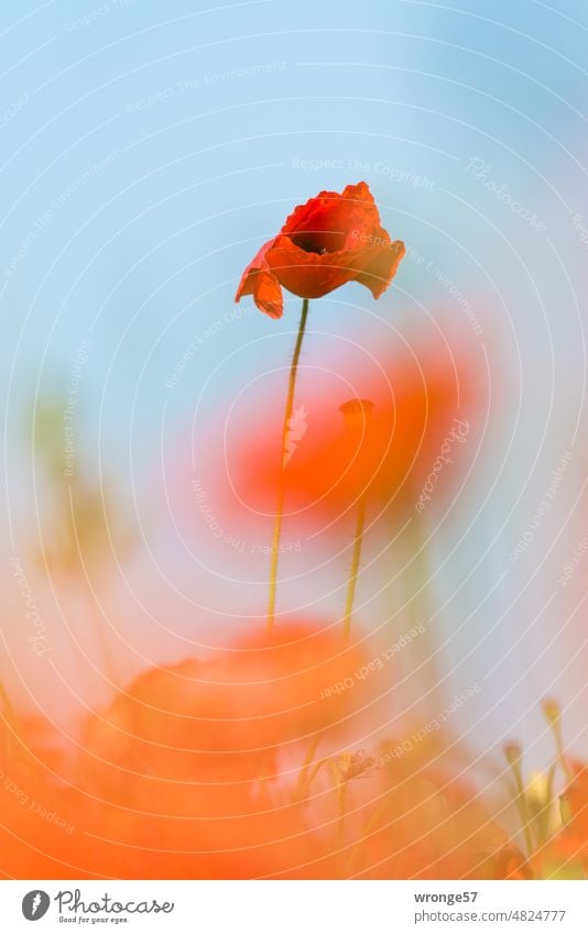 Dip in the red poppy Poppy Poppy blossom Poppy field Summer Corn poppy Exterior shot Field Colour photo Deserted bottom view deep viewpoint