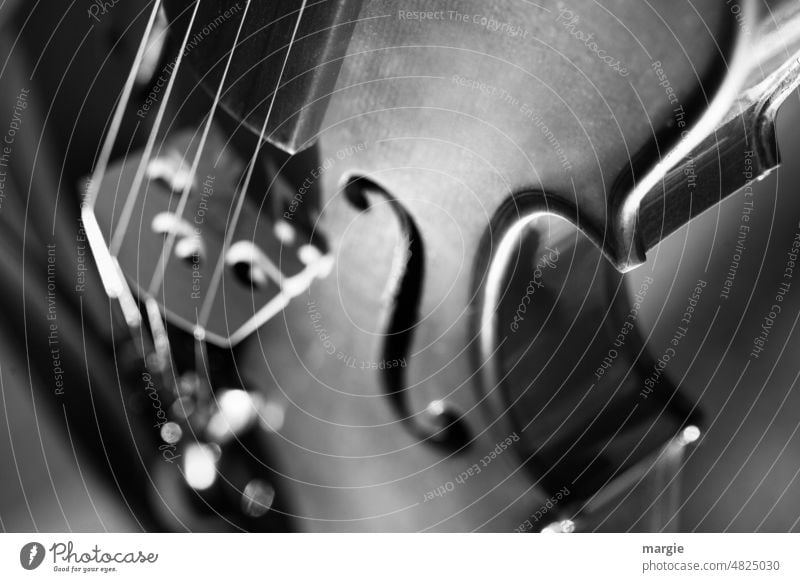 violin Violin Music String instrument Musical instrument string Detail Concert Orchestra Wood Classical Close-up stringed instrument Viola Listen to music Light