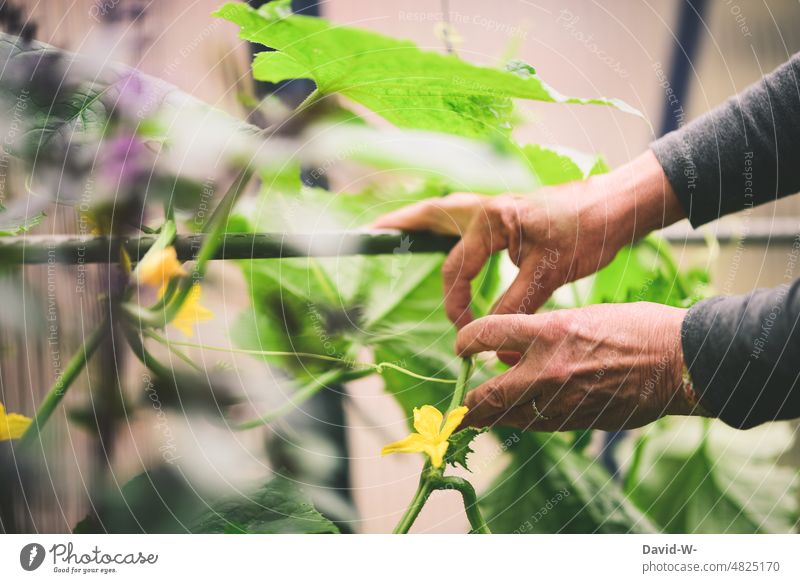 Woman tying zucchini plants in greenhouse Vegetable do gardening Greenhouse hands self-sufficiency Garden conscious salubriously grow Gardening Organic produce