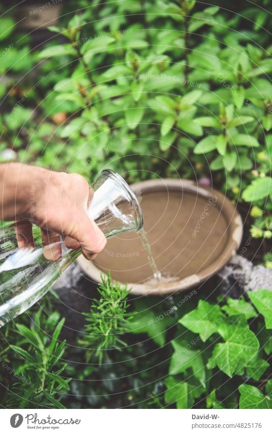 Water for birds in summer - fill up water bowl in the garden Garden Summer pour Hand Love of animals Responsibility Man fill in Hot ardor helping