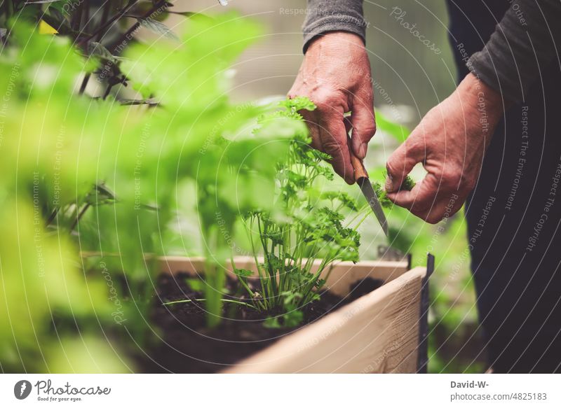 harvest - self-supporter cuts pertersilie from the raised bed - in the greenhouse of the garden Vegetable Greenhouse Cut off hands Gardener Extend self-catering