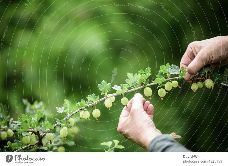 Pick gooseberries from the garden self-catering Garden fruit Gooseberry Hand Healthy Eating salubriously Fruit Delicious Harvest