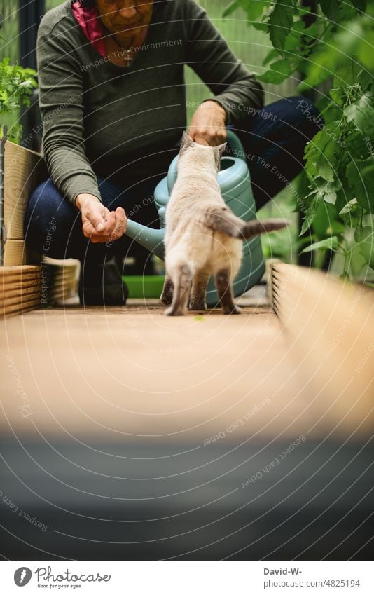 curious cat in greenhouse Cat inquisitorial Garden Woman Watering can Greenhouse Nature Pet Cute explore