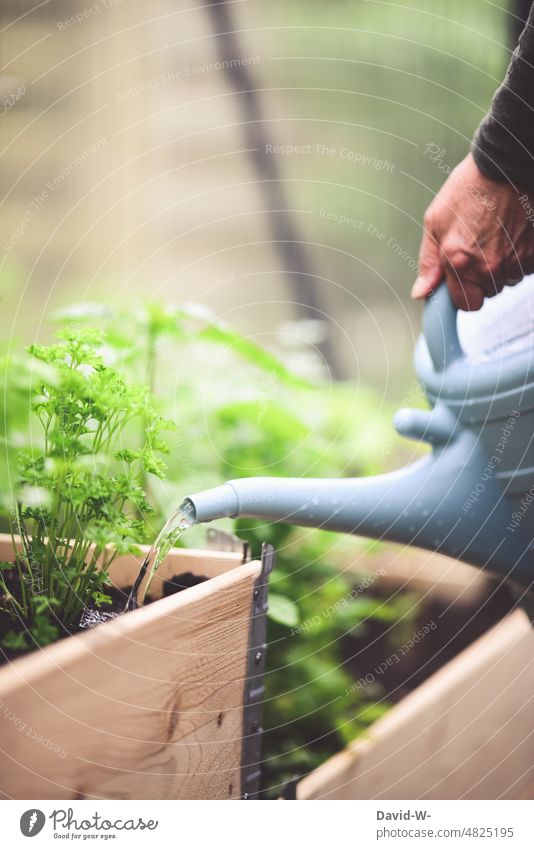 Watering herbs with the watering can in the raised bed in the greenhouse of the garden Watering can Cast Parsley self-catering soak Plant do gardening Summer