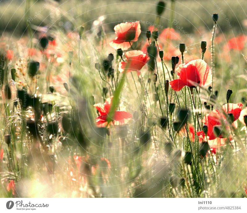 Mo(h)nday on Thursday Summer Sunbeam Shaft of light Light and shadow play plants Corn poppy Poppy field poppy seed capsules grasses