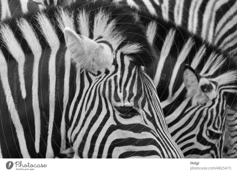 Crosswalk II Zebra Zebra crossing Animal Wild animal Striped Black White Detail Close-up Zoo Pattern Pelt Mammal Exterior shot Contrast Deserted Mane Ear Eyes