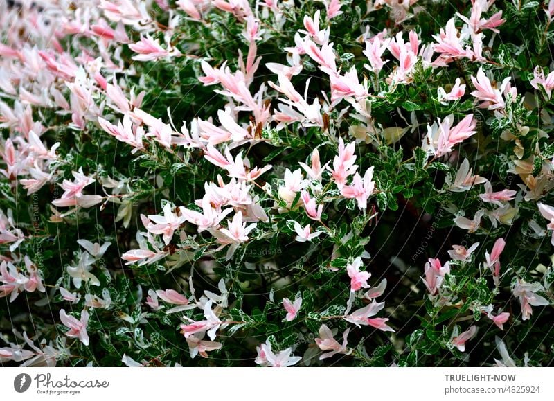 Pink flowers explosion with some greenery in May, harlequin willow, a flowering shrub in the garden pink flowers pastel light pink blossoms bush Plant