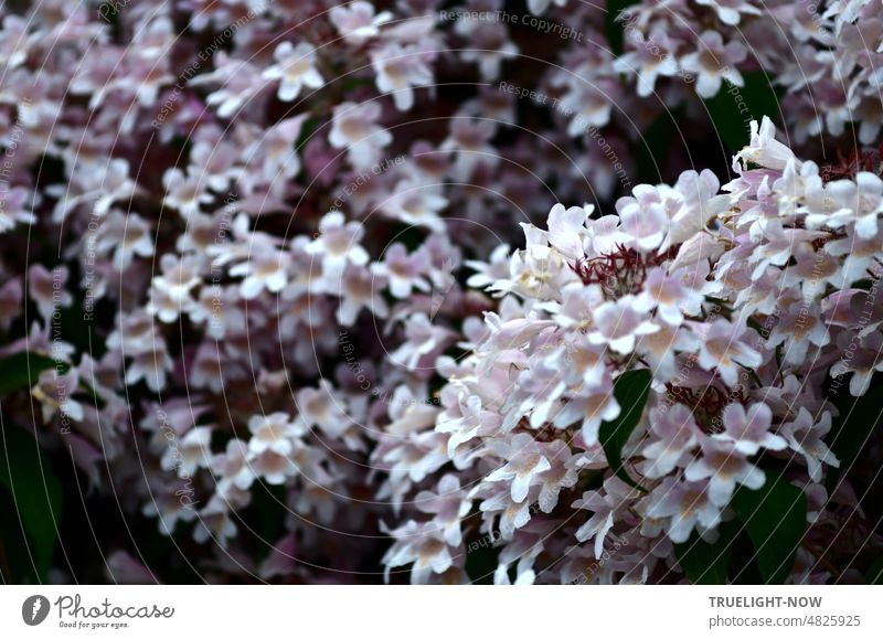 Delicate pink flowers abundance on a large bush in the garden: harlequin willow, Salix integra, Deutzia gracilis, Kolkwitzia amabilis. pastel light pink Garden