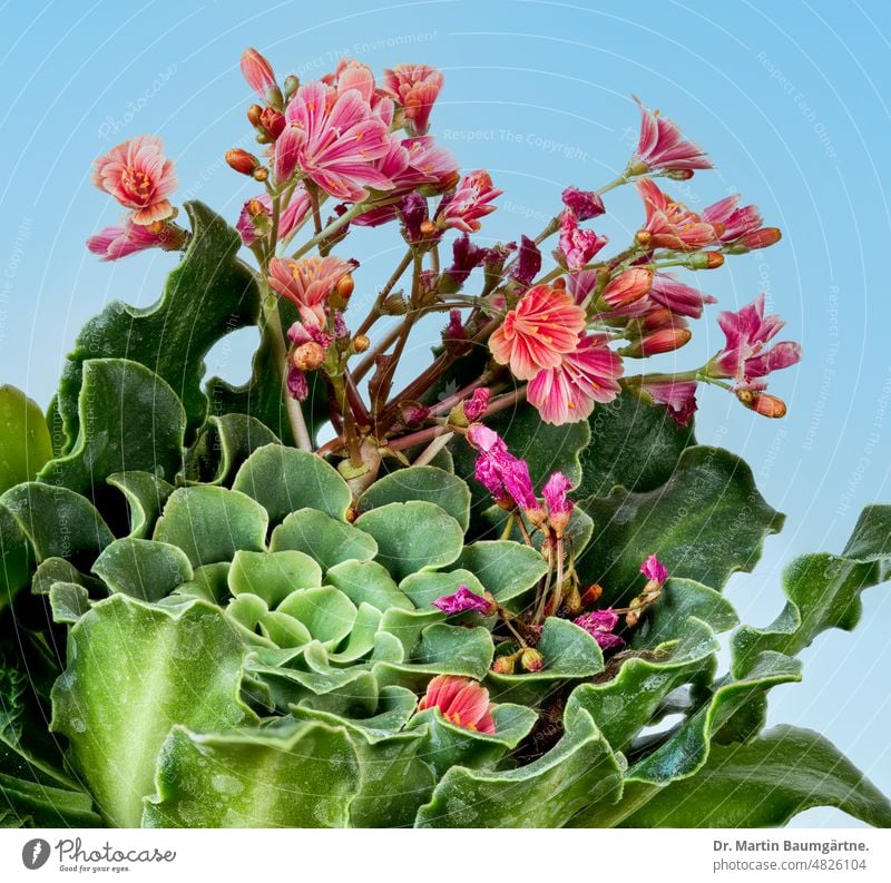 Lewisia cotyledon, bitterroot, plant with flowers, Montiaceae (spring weed family) bitterbur Plant Rosette succulent blossoms Blossom inflorescence Caudex plant