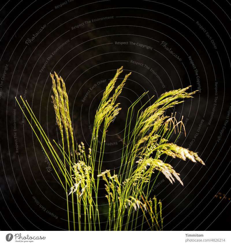 selbdritt grasses Green background Dark Plant multiple exposure three Nature Light Environment Deserted Colour photo Ear of corn stalk