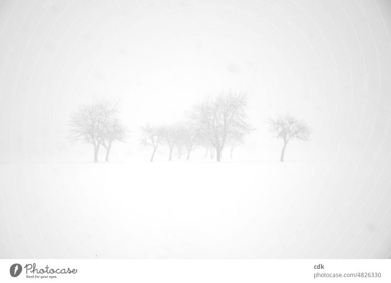 Winter | dense snow drift | trees in sight. Snow White Hazy foggy suggested Delicate Bright real chill cold season blow snow thick snowfall snowflakes Climate