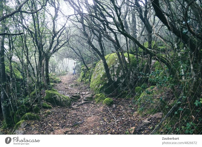 Hiking trail, mysterious dark bushes and trees, misty, mossy boulders, a person in the distance hiking trail off foggy Moss Boulders moss-covered mazy confused