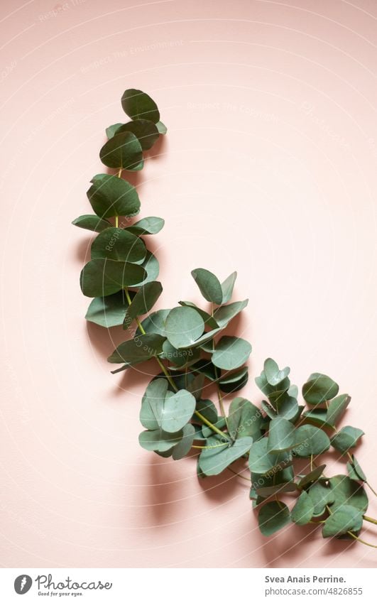 Green on pink Pink Plant Branch Design Modern Light Shadow flatlay Colour Contrast