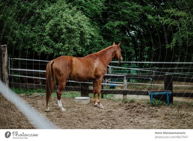 Beautiful brown horse stallion outdoors 1 animal background bay beautiful beauty black colours domestic equestrian equine farm fast fast horse field freedom fun