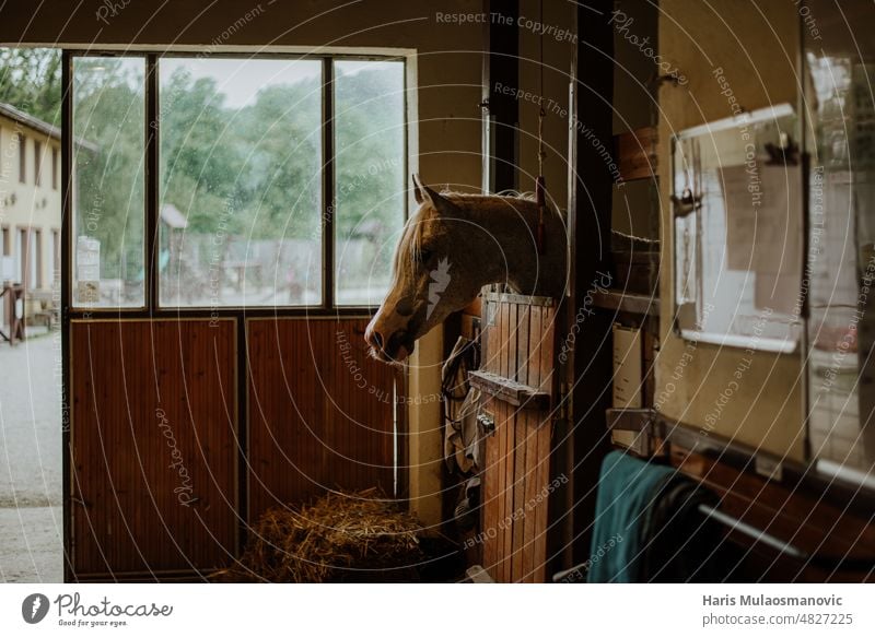 Brown horse resting in stable animal background barn beautiful beauty black brown close up club colours door equestrian equine farm farming fast field freedom