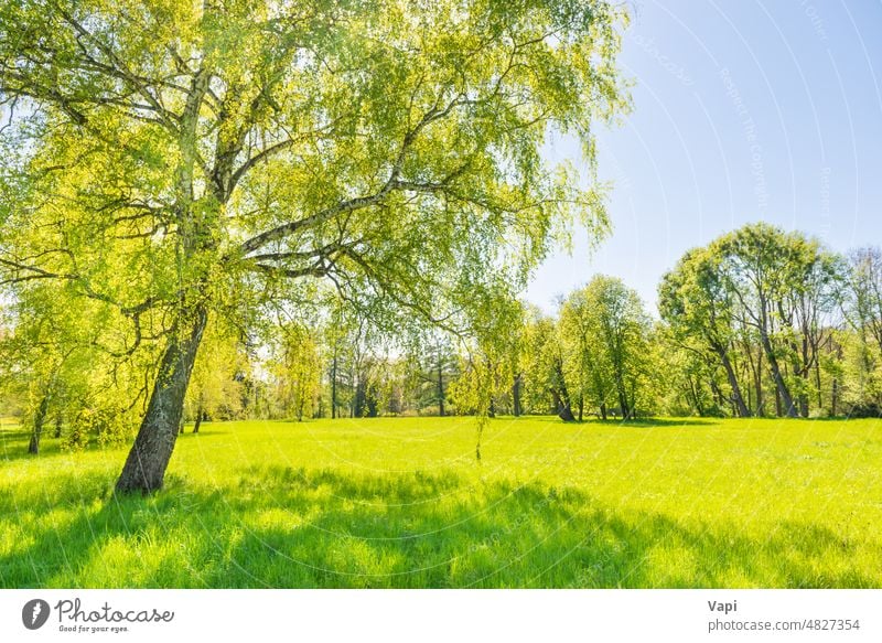 Green trees in park and blue sky grass green forest landscape nature spring field sun birch leaves garden day lawn green park panoramic panorama springtime