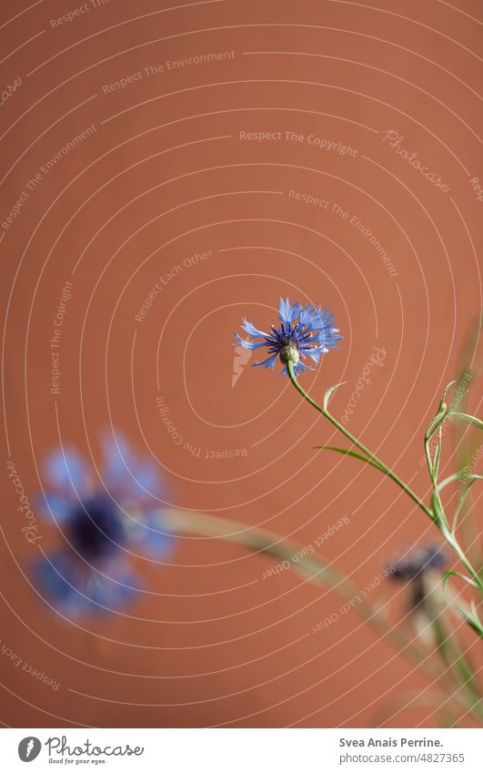 Cornflower blue on red background flowers wild flower Blue Red red wall at home Dreamily Worm's-eye view Light and shadow cornflowers Plant naturally