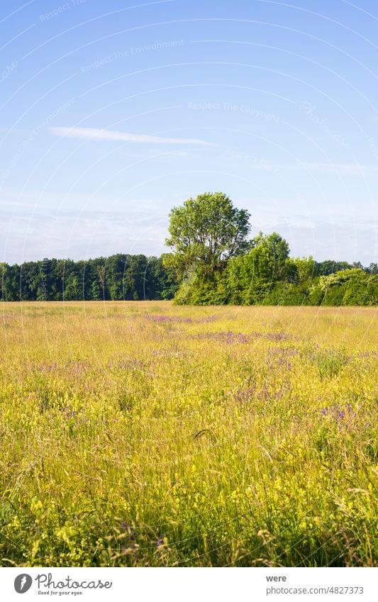 Meadow bordered by tall trees with colorful grasses and blue flowers carpet against blue sky Blossoms Herb blooming copy space forest landscape meadow