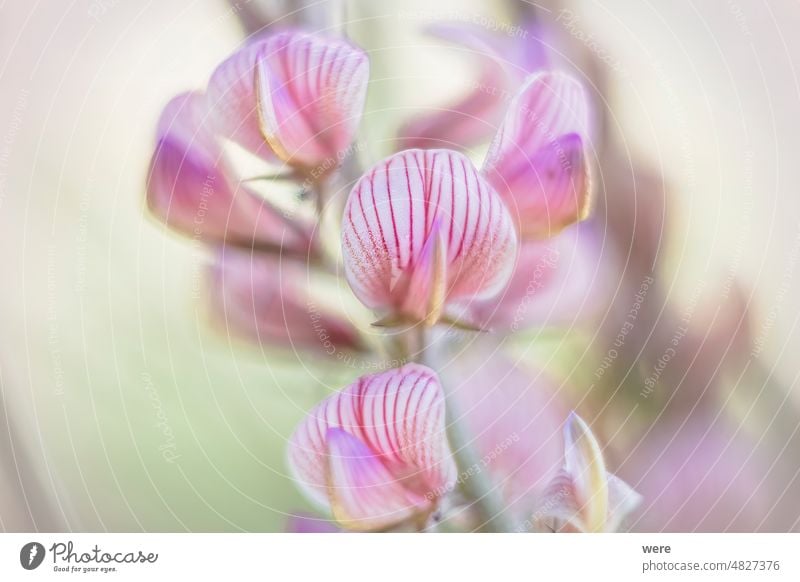 Close up of flower panicle of sainfoin on edge of meadow with soft out of focus background and shallow depth of field Background Blossoms Onobrychis