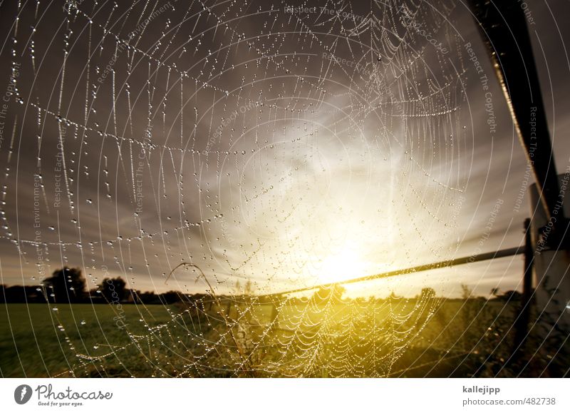 The catcher in rye Environment Nature Landscape Plant Animal Water Drops of water Sky Sun Sunrise Sunset Autumn Net Network Spider's web Brandenburg Capture